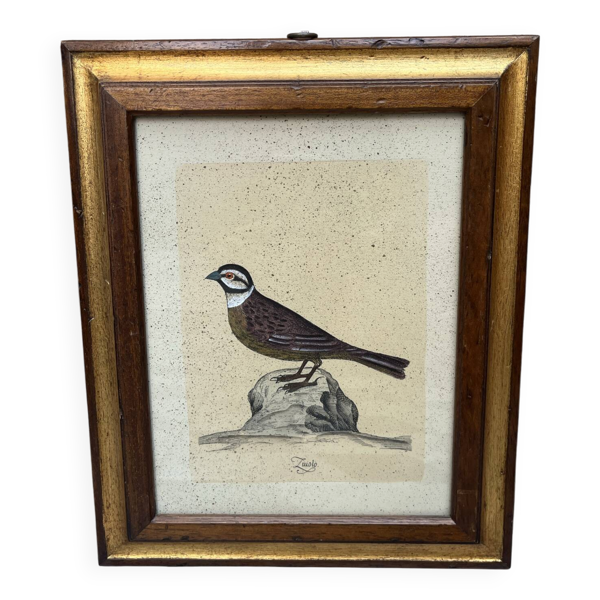 Gravure ornithologique encadrée