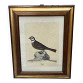 Gravure ornithologique encadrée