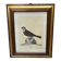 Framed ornithological engraving
