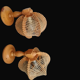 Pair of wooden wood straw wall sconce lamps rustic vintage France