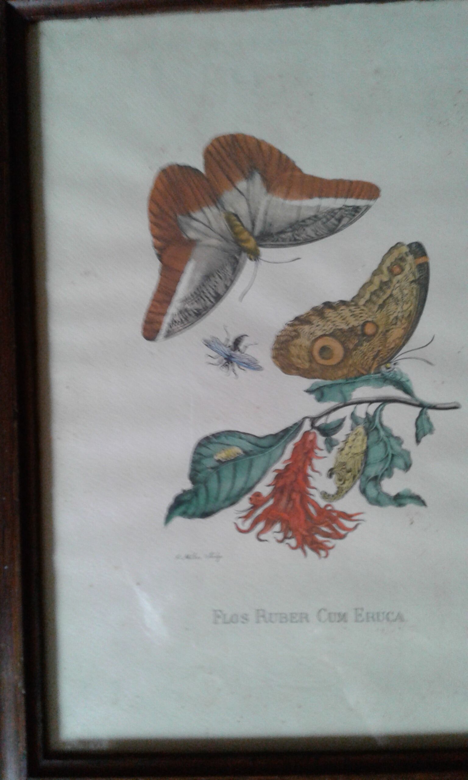 Lot of 2 butterfly lithographs