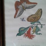 Lot of 2 butterfly lithographs