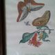 Lot de 2 lithographies de papillons