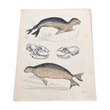 Poster (lithograph) seal