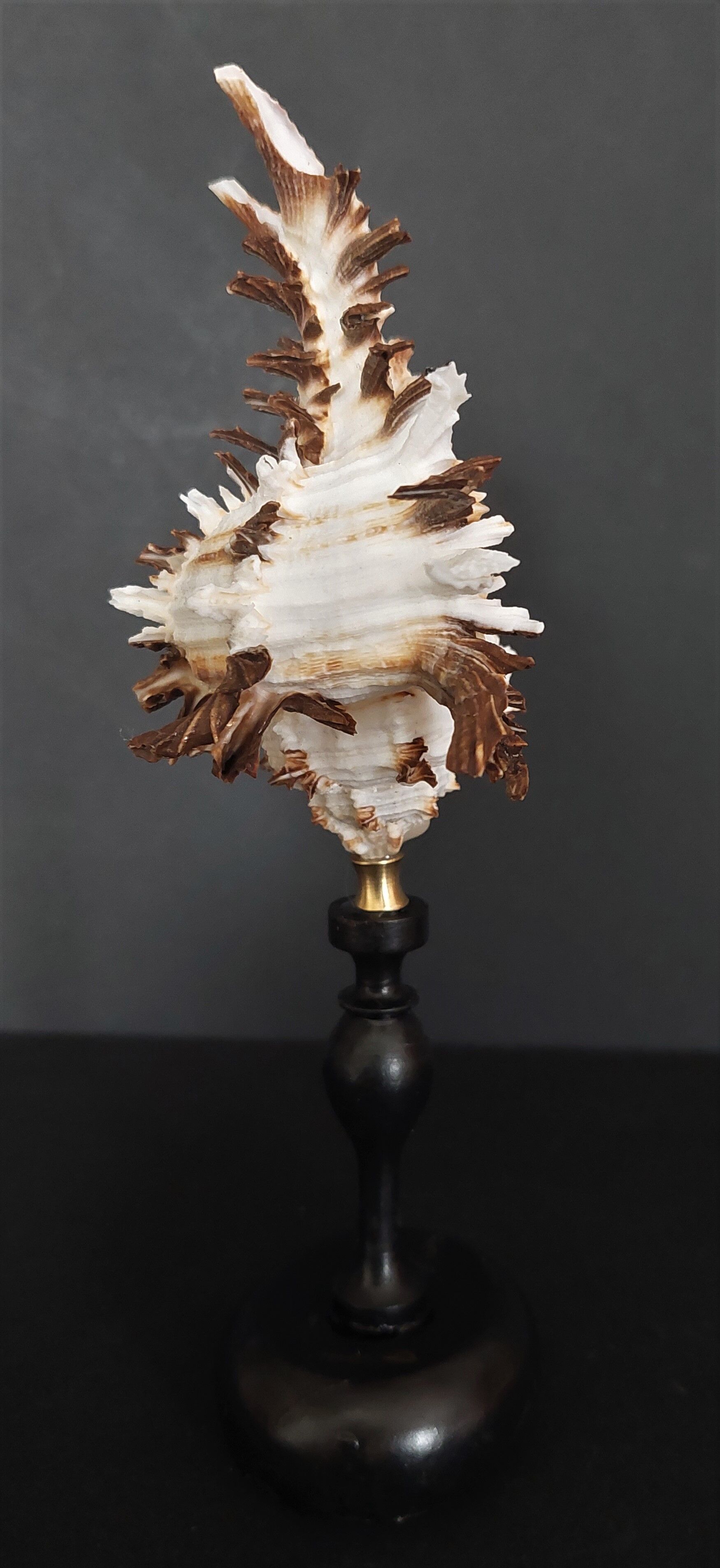 Cabinet of Curiosities shell hexaplex cichoreum on base