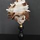 Cabinet of Curiosities shell hexaplex cichoreum on base