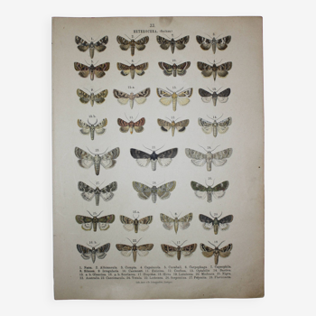 Gravure ancienne de Papillons - Lithographie de 1887 - Nana - Illustration originale