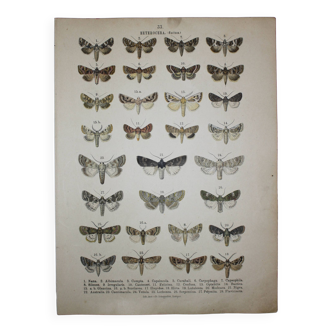 Gravure ancienne de Papillons - Lithographie de 1887 - Nana - Illustration originale
