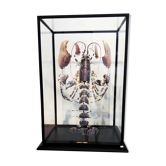 Homard éclaté