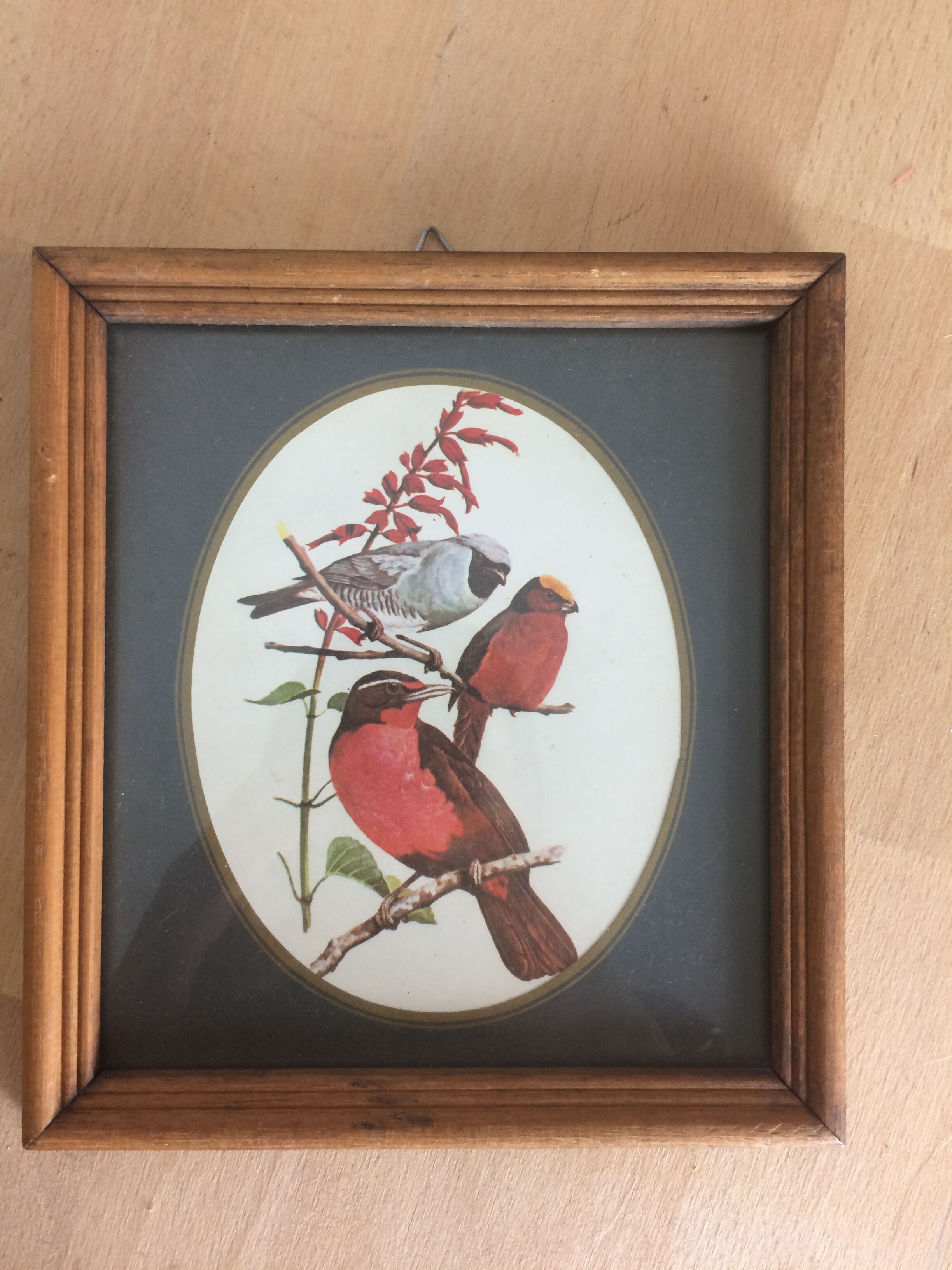Bird illustrations under frame