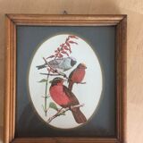Bird illustrations under frame
