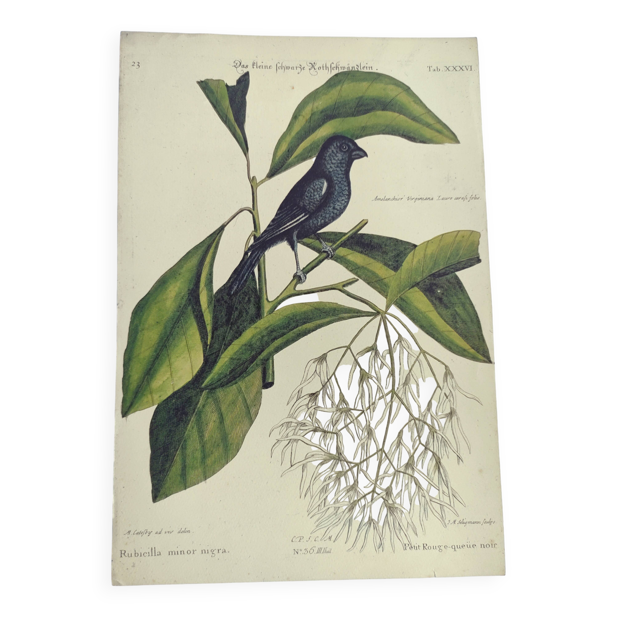Antique bird engraving - Little Black Redstart - Zoological plate by Seligmann & Catesby