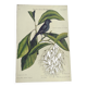 Antique bird engraving - Little Black Redstart - Zoological plate by Seligmann & Catesby