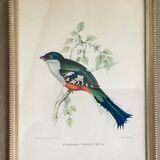 Bird lithographs