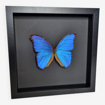 Butterfly "Morpho" blue framed on black background, 14 cm