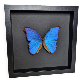 Butterfly "Morpho" blue framed on black background, 14 cm