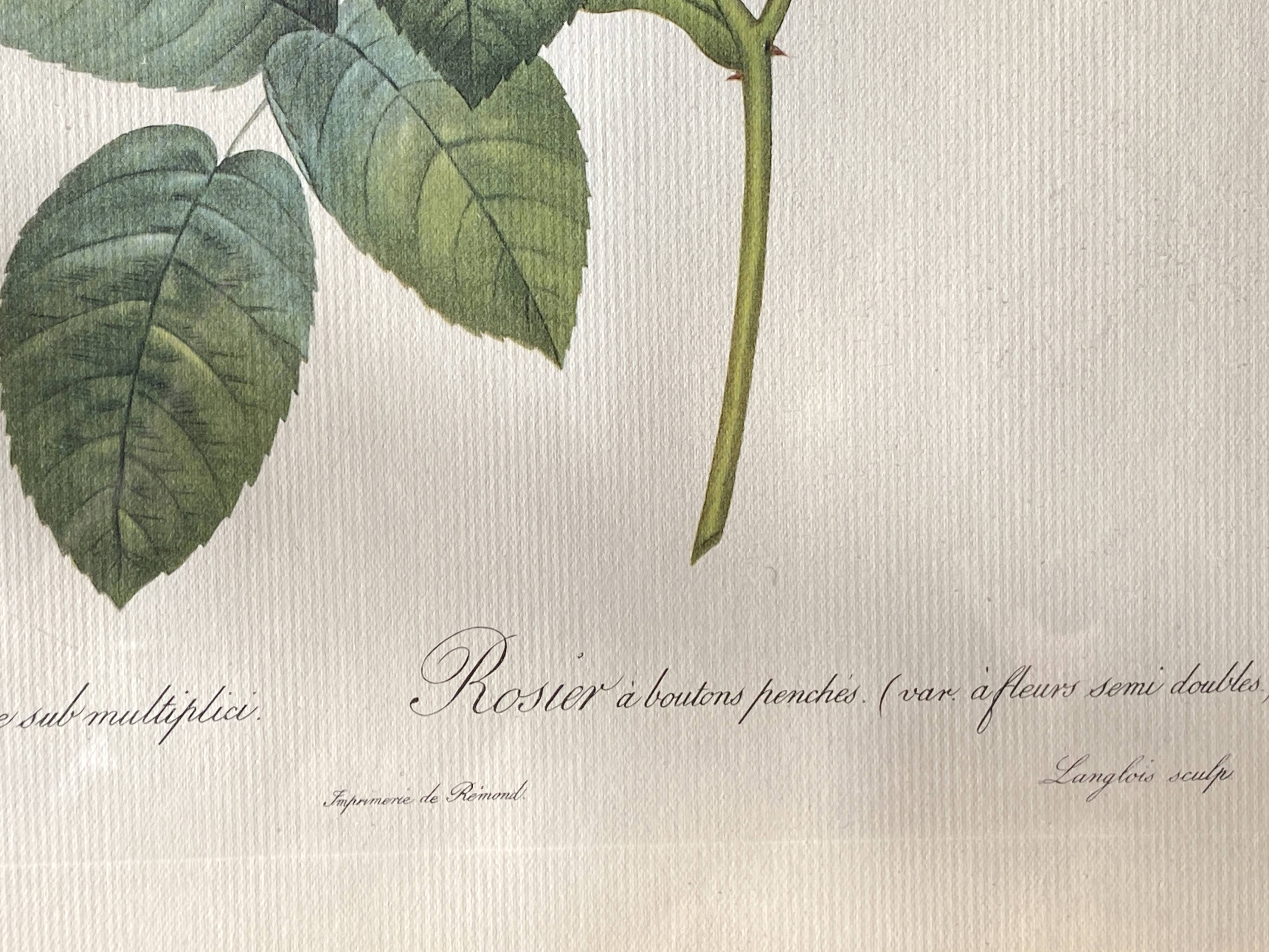 Large Plate / Botanical engraving of old roses by Redouté