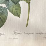 Large Plate / Botanical engraving of old roses by Redouté