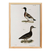Poster about the mallard duck, based on an old lithograph from 1842.