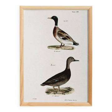 Poster about the mallard duck, based on an old lithograph from 1842.