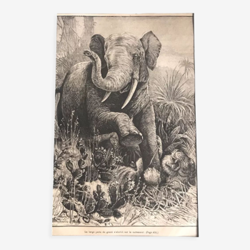 Gravure vintage originale éléphant
