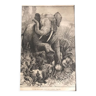 Gravure vintage originale éléphant