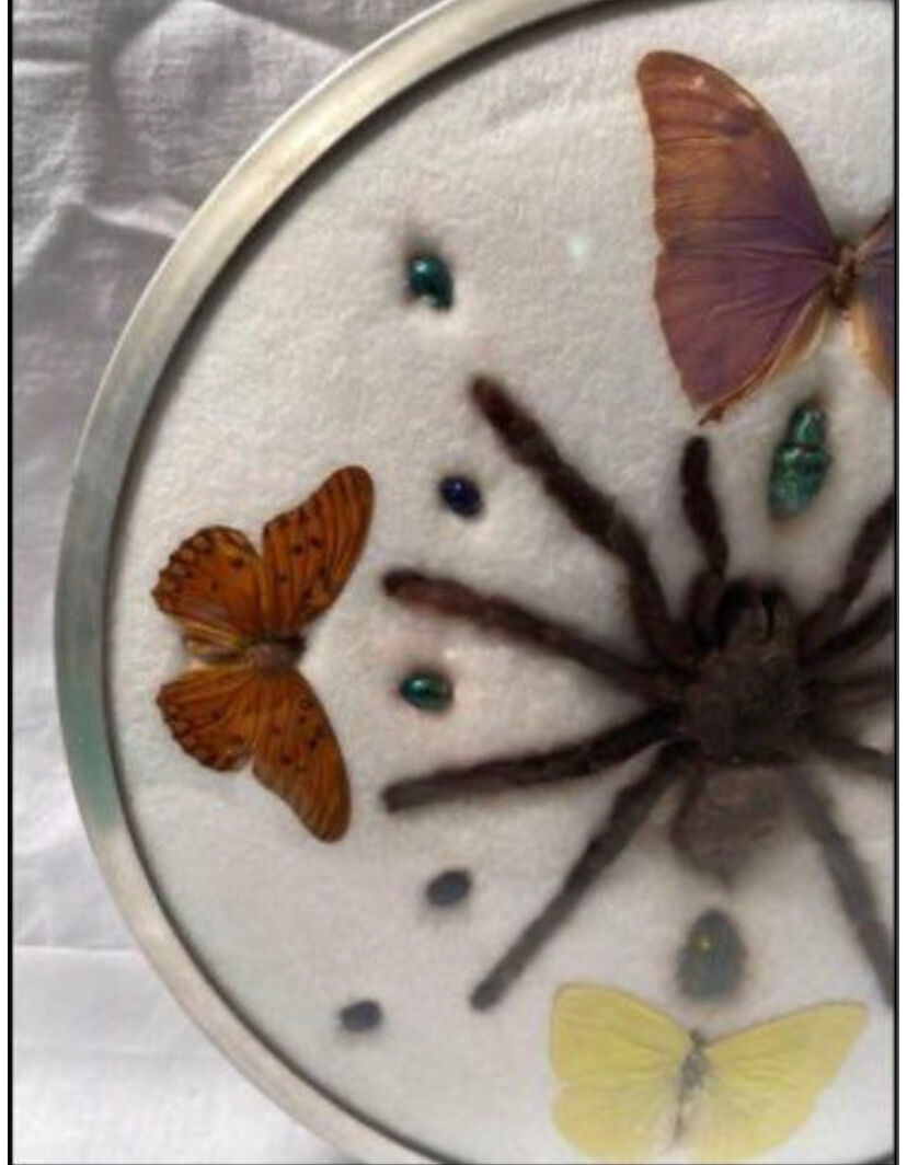 Cute frame and vintage butterflies