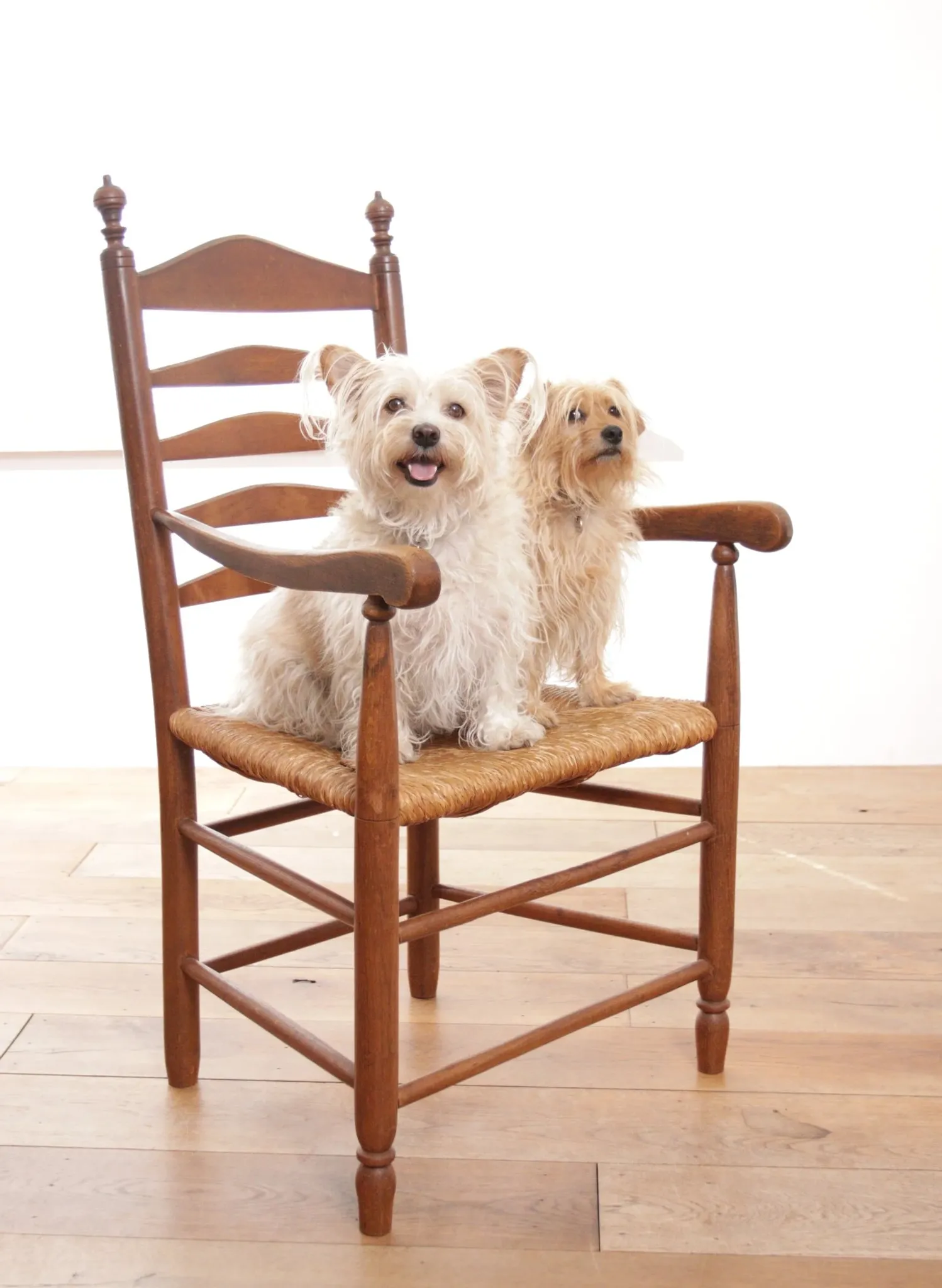 Dutch oak ladderback armchair with rush seat – 1950s