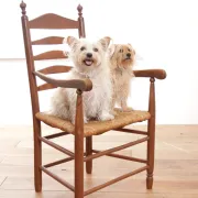 Dutch oak ladderback armchair with rush seat – 1950s