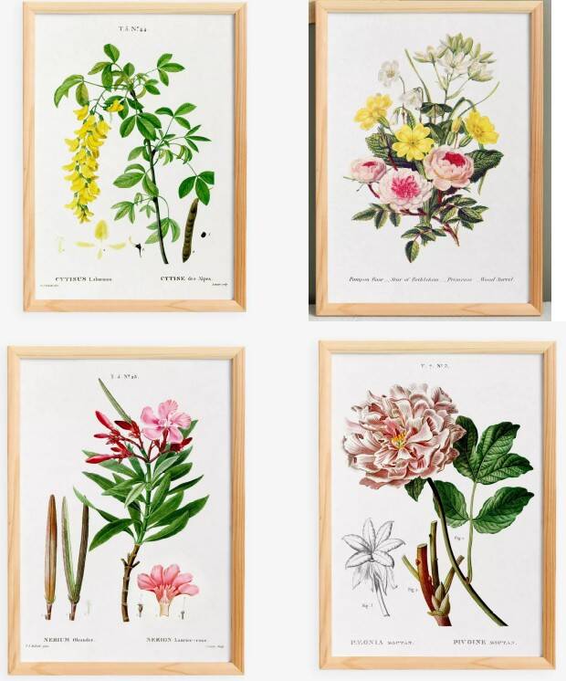 Set of 4 reserved botanical posters.