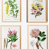 Set of 4 reserved botanical posters.