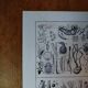 Lithographie originale sur les champignons