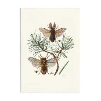 Vintage school printing of real sawflies