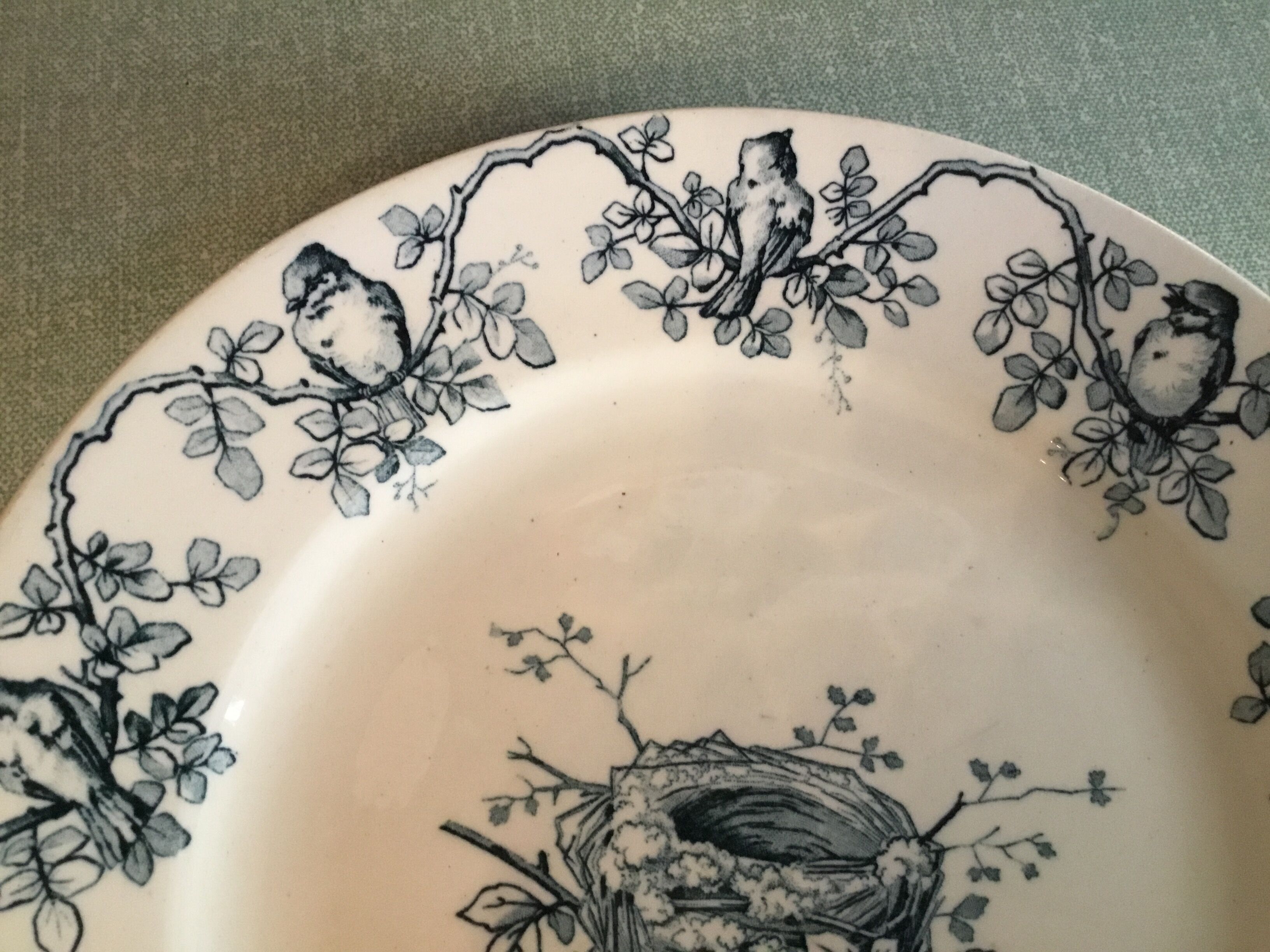 Ancient plate nests and birds