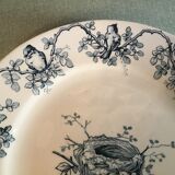 Ancient plate nests and birds