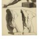 Large Academic Drawing Renée Belvaux (1903-1984) Male Nude 85x60cm