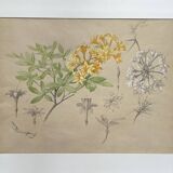 Marcel Corrette, Art Nouveau Floral Study of Rhododendron Luteum Watercolor