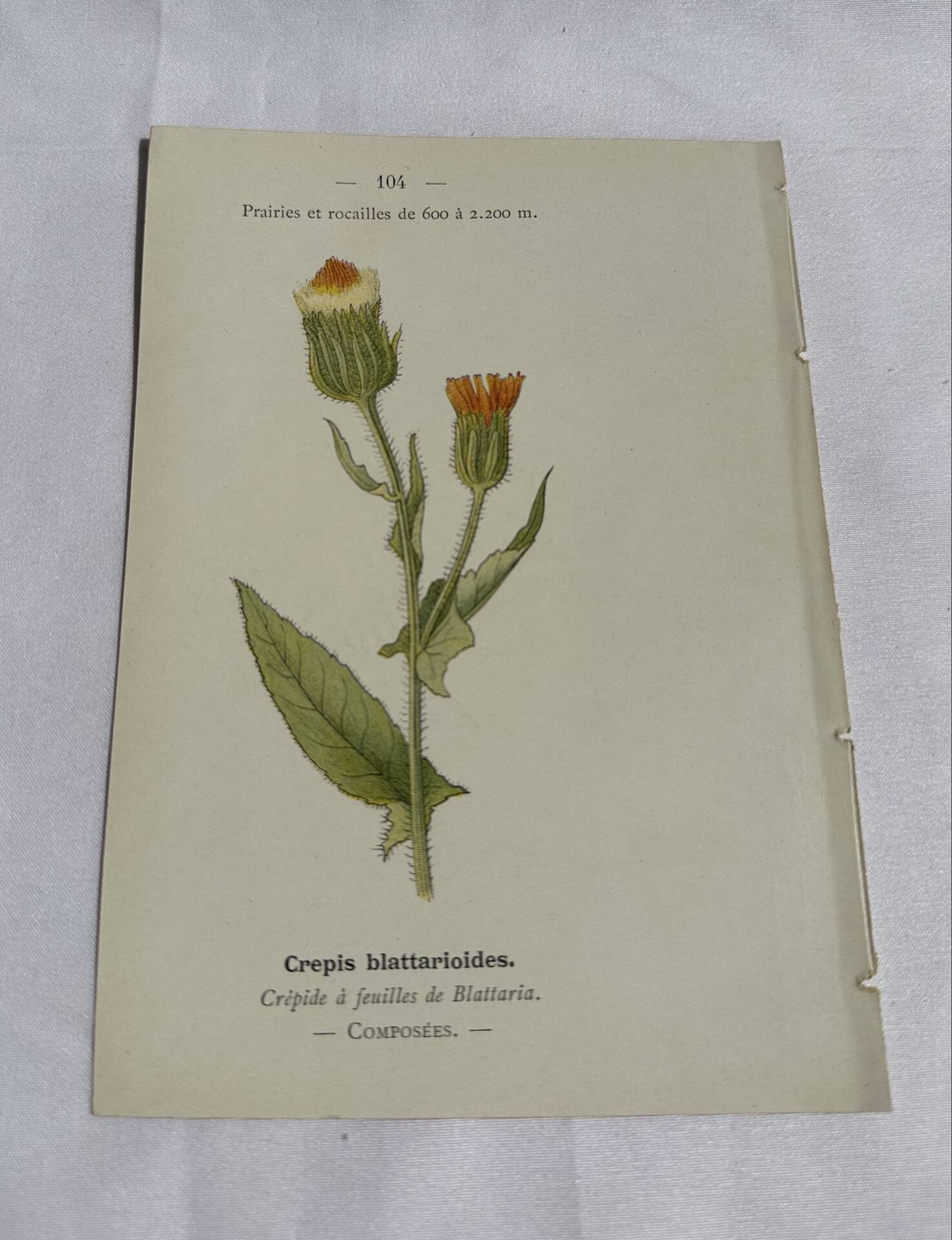 Old Botanical Engravings 19th Century – Naturalist Lithographs Flowers &