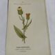 Old Botanical Engravings 19th Century – Naturalist Lithographs Flowers &