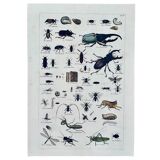 Ancient lithography insects