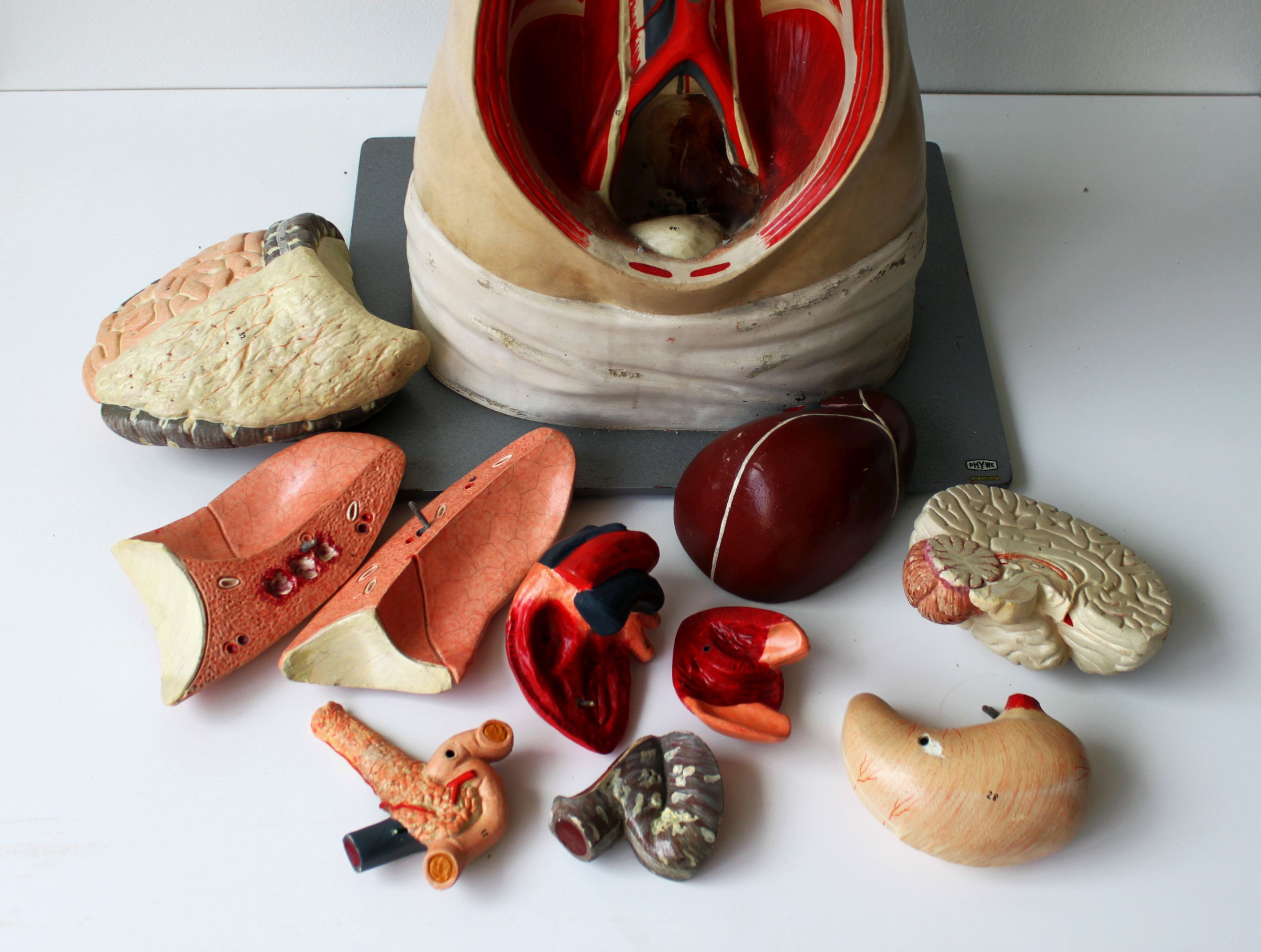 Vintage anatomical model, by Phywe, 50's.