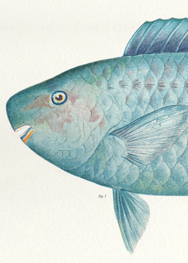 Lithography illustration animal fish