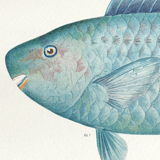 Lithographie illustration poisson animal