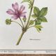 Planche botanique la mauve