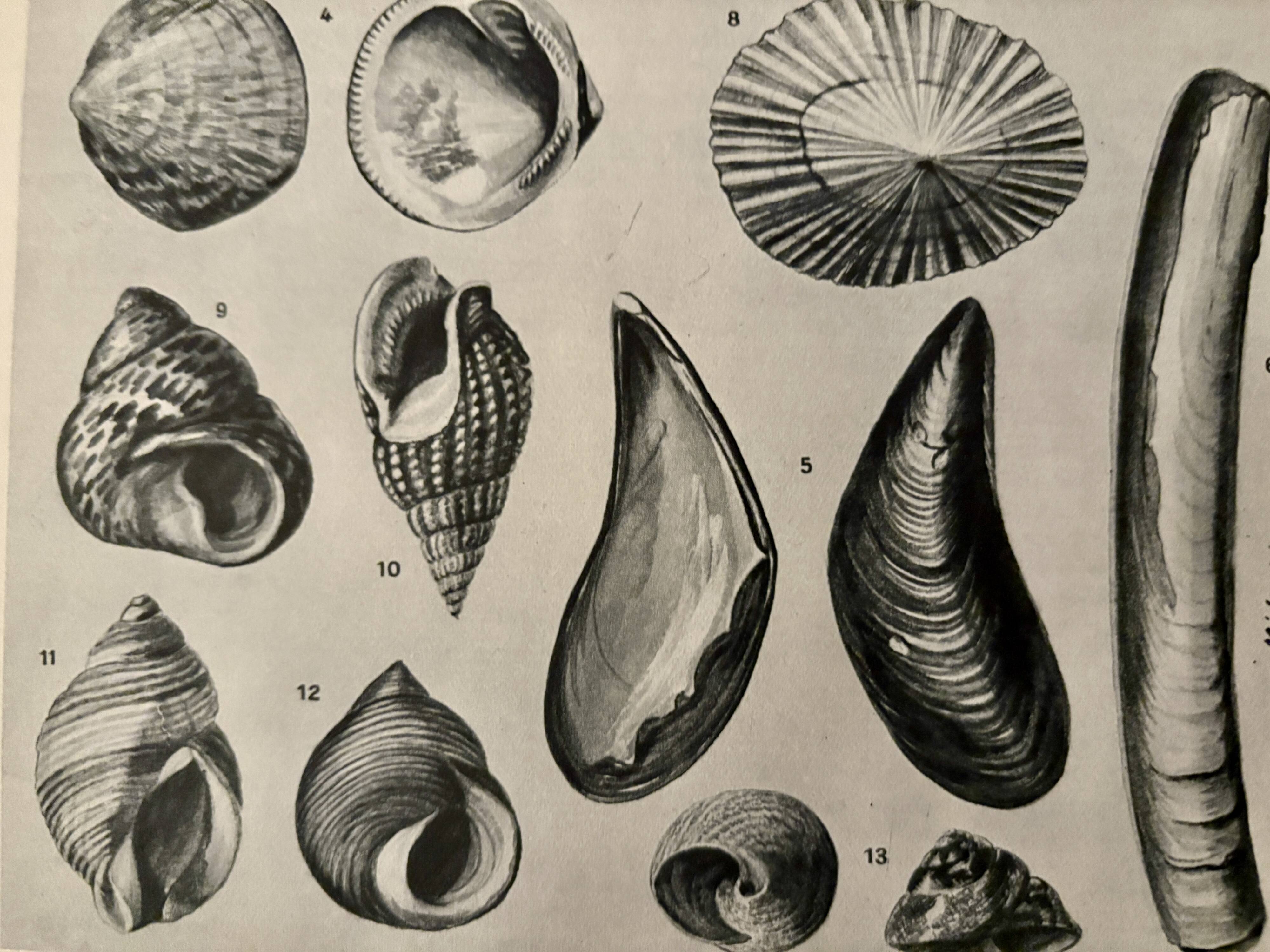 Illustrated plate on shells (marine molluscs) – 1950