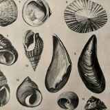 Illustrated plate on shells (marine molluscs) – 1950