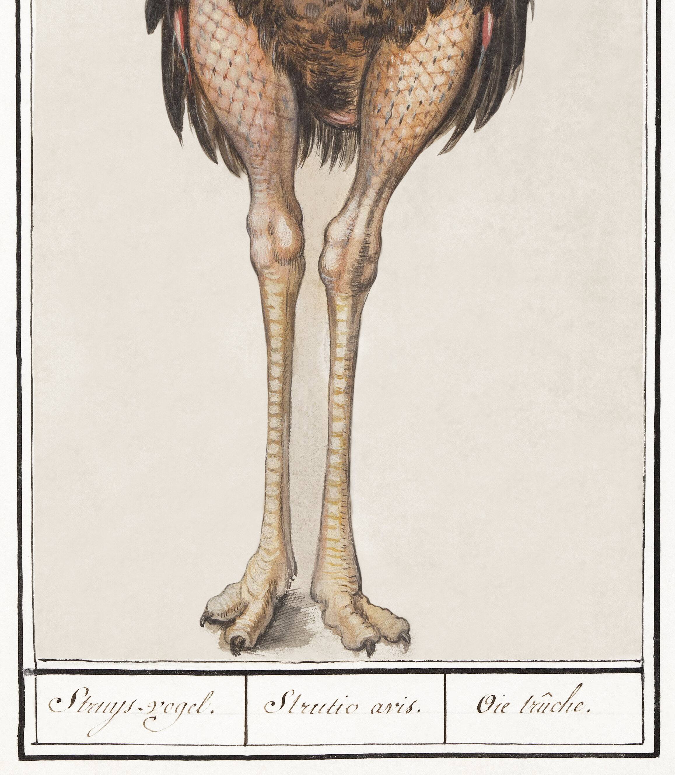Small poster about the ostrich, after an old engraving from 1610.