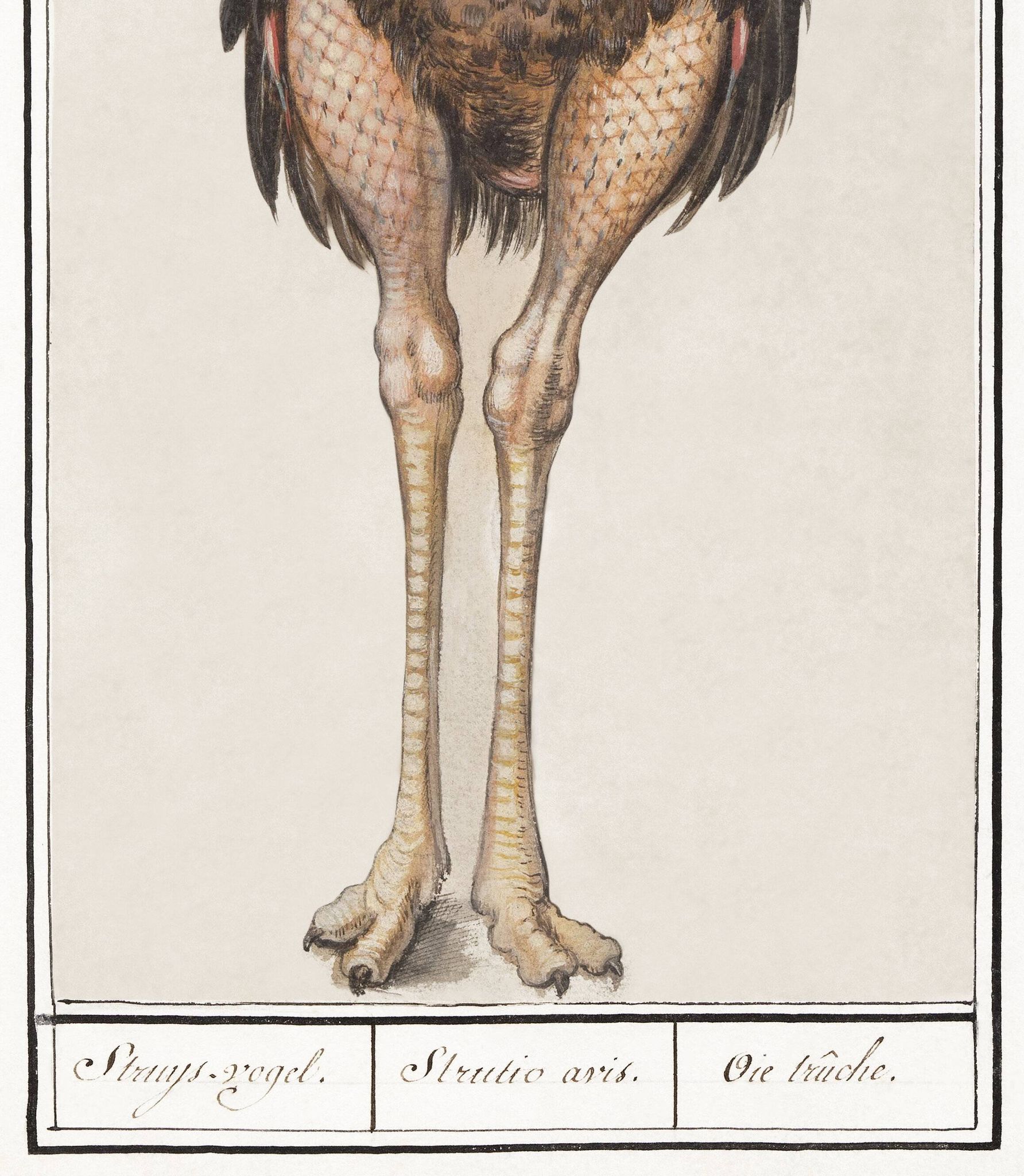 Petite affiche sur l'autruche, d’après une gravure ancienne de 1610.