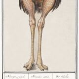 Small poster about the ostrich, after an old engraving from 1610.