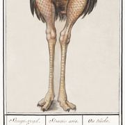 Petite affiche sur l'autruche, d’après une gravure ancienne de 1610.